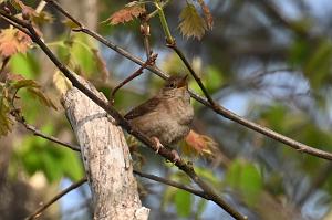 Wren, House, 2025-05087648 Parker River NWR, MA